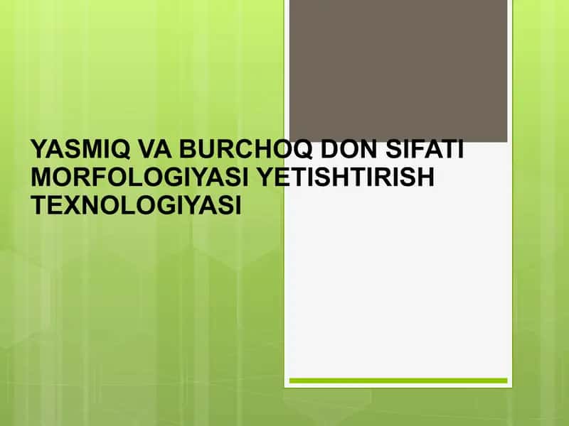 YASMIQ VA BURCHOQ DON SIFATI MORFOLOGIYASI YETISHTIRISH TEXNOLOGIYASI 1