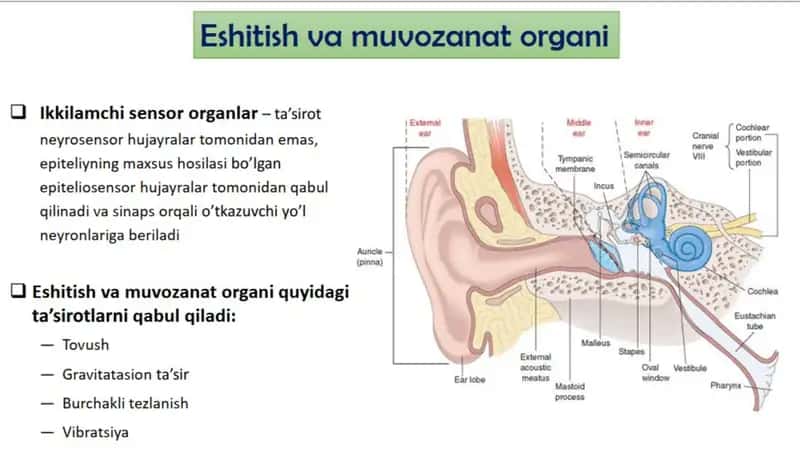 Sezgi organlari:eshituv organi gistologiyasi 1