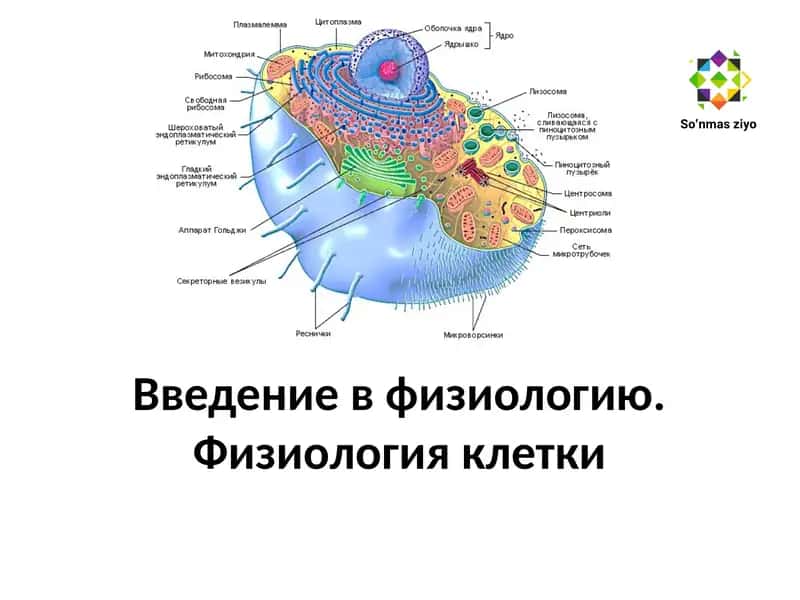 Введение в физиологию. Физиология клетки 1