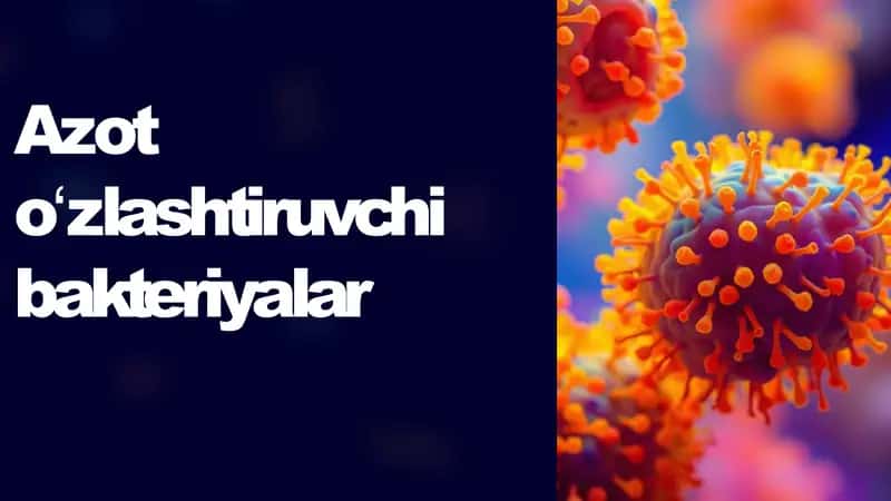 azot oʻzlashtiruvchi bakteriyalar 1