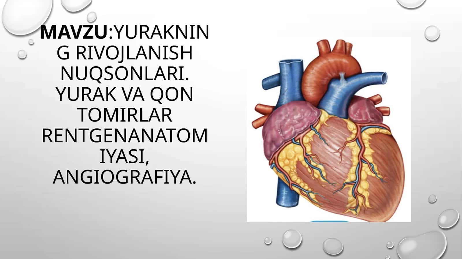 Yurakning rivojlanish nuqsonlari. Yurak va qon tomirlar rentgenanatomiyasi, angiografiya 1
