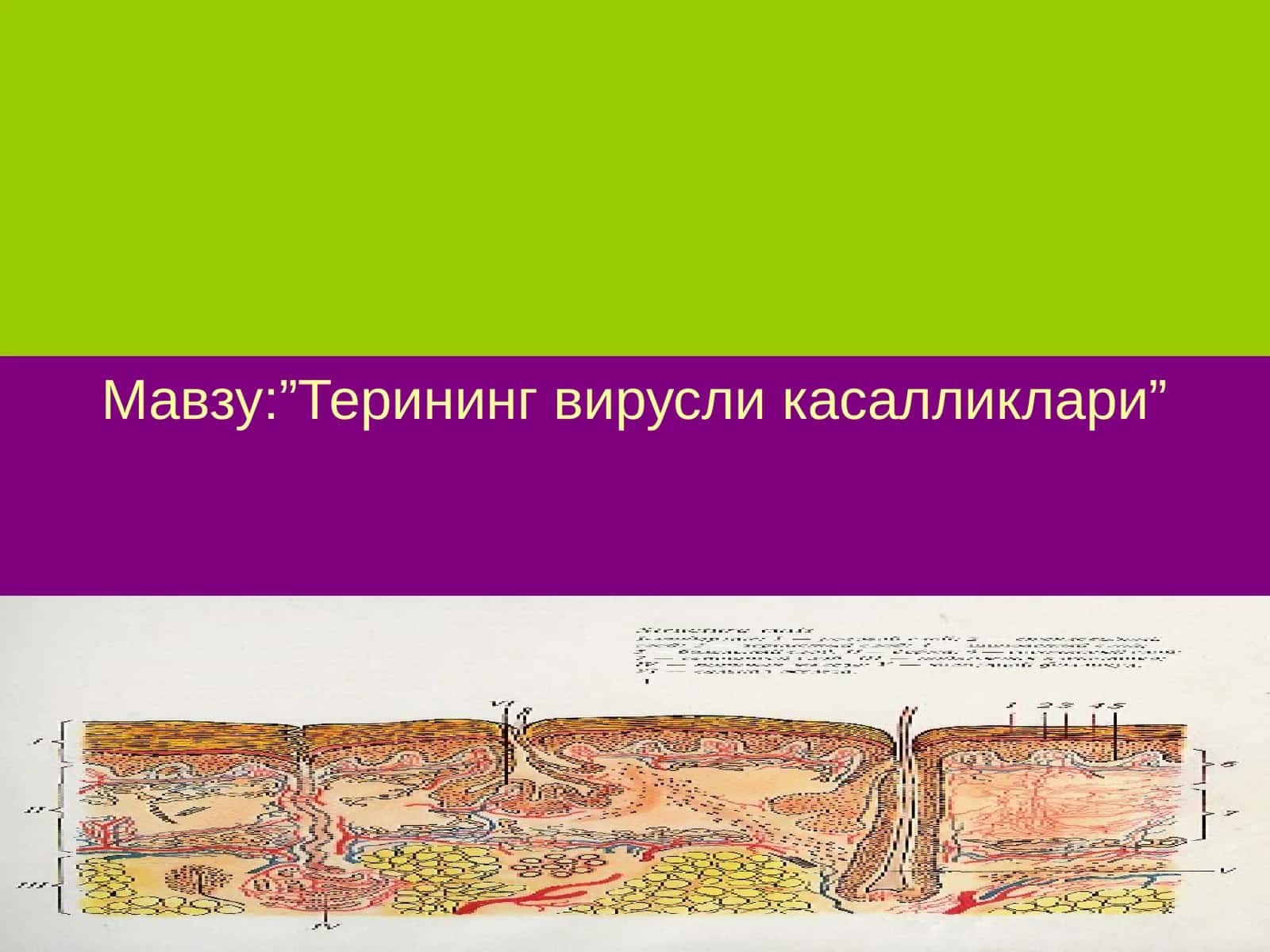 Терининг вирусли касалликлари 1