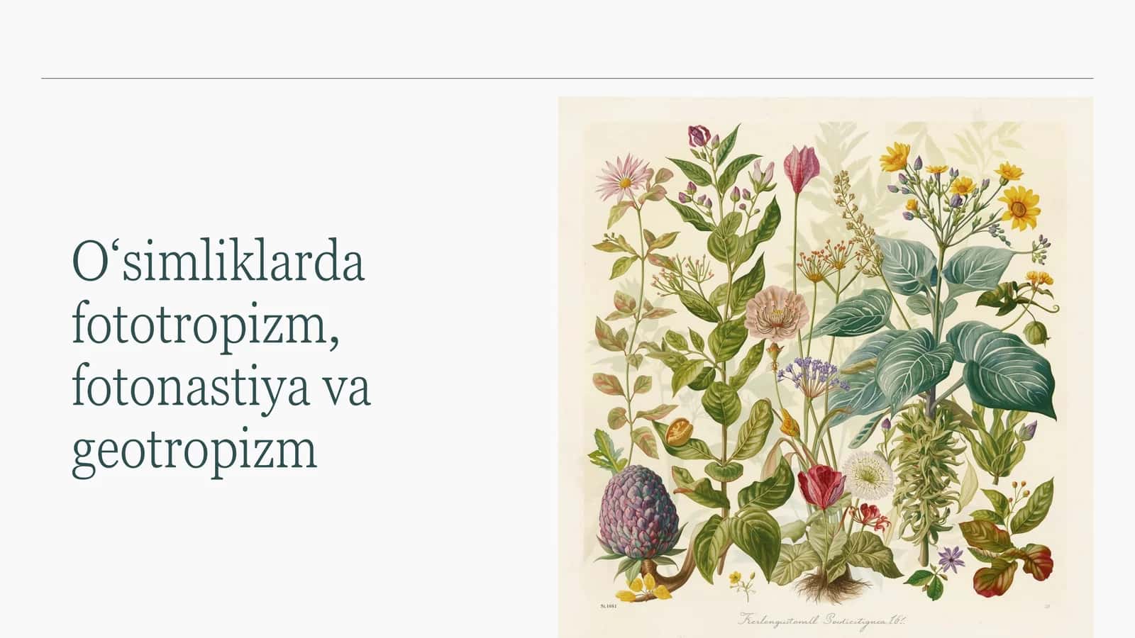 O‘simliklarda harakat turlari 1