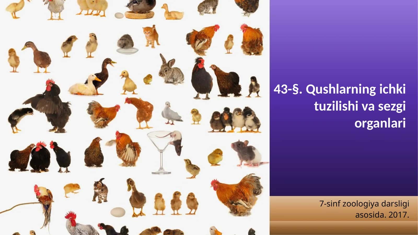 7-sinf Zoologiya 'Qushlarning ichki tuzilishi va sezgi organlari' ko'rgazma 1