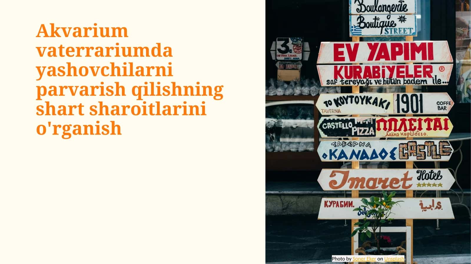 Akvarium vaterrariumda yashovchilarni parvarish qilishning shart sharoitlarini o'rganish 1