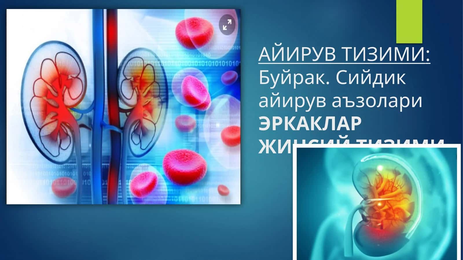 ЭРКАКЛАР ЖИНСИЙ ТИЗИМИ 1