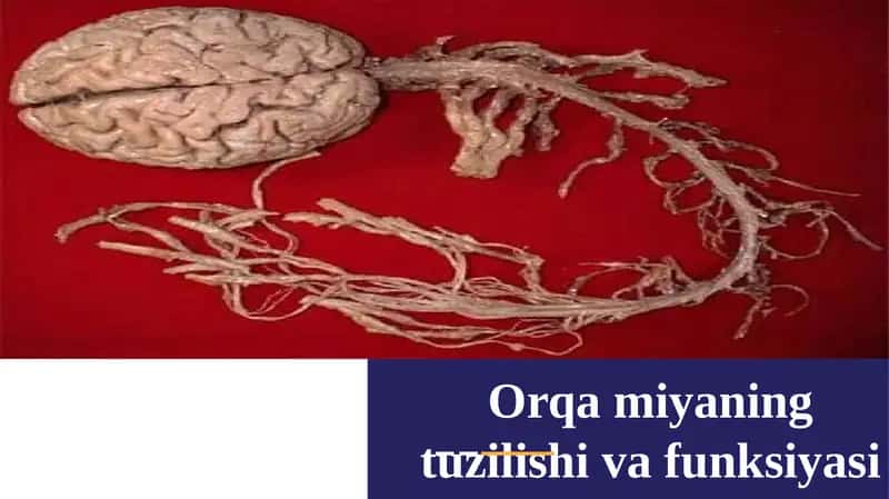 Orqamiyaning tuzilishi va funksiyasi 1