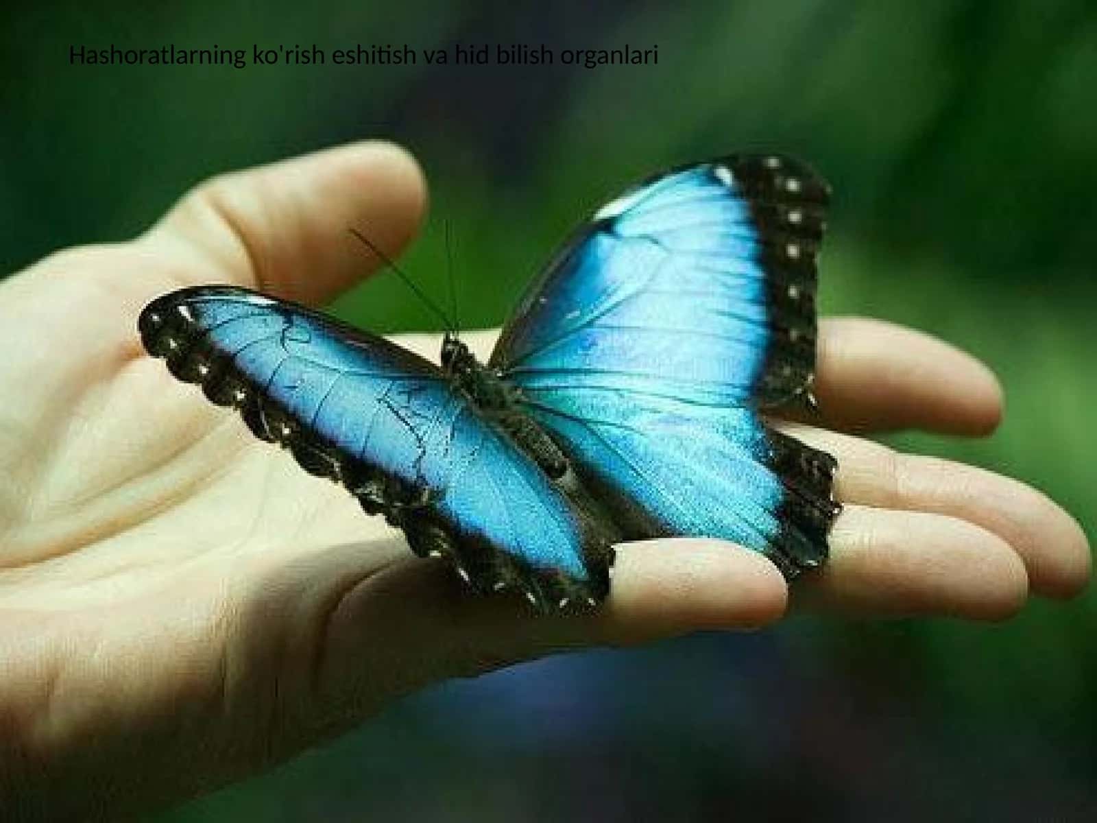Hashoratlarning ko'rish eshitish va hid bilish organlari 1