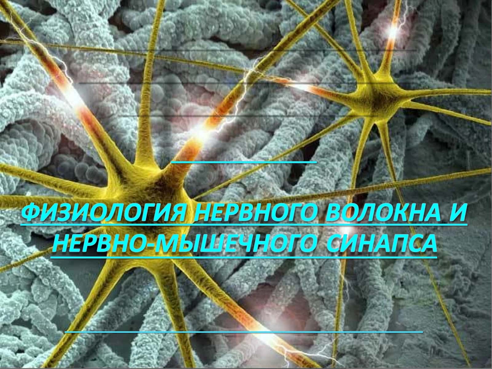 Проводимость как специфическое свойство возбудимых тканей 1