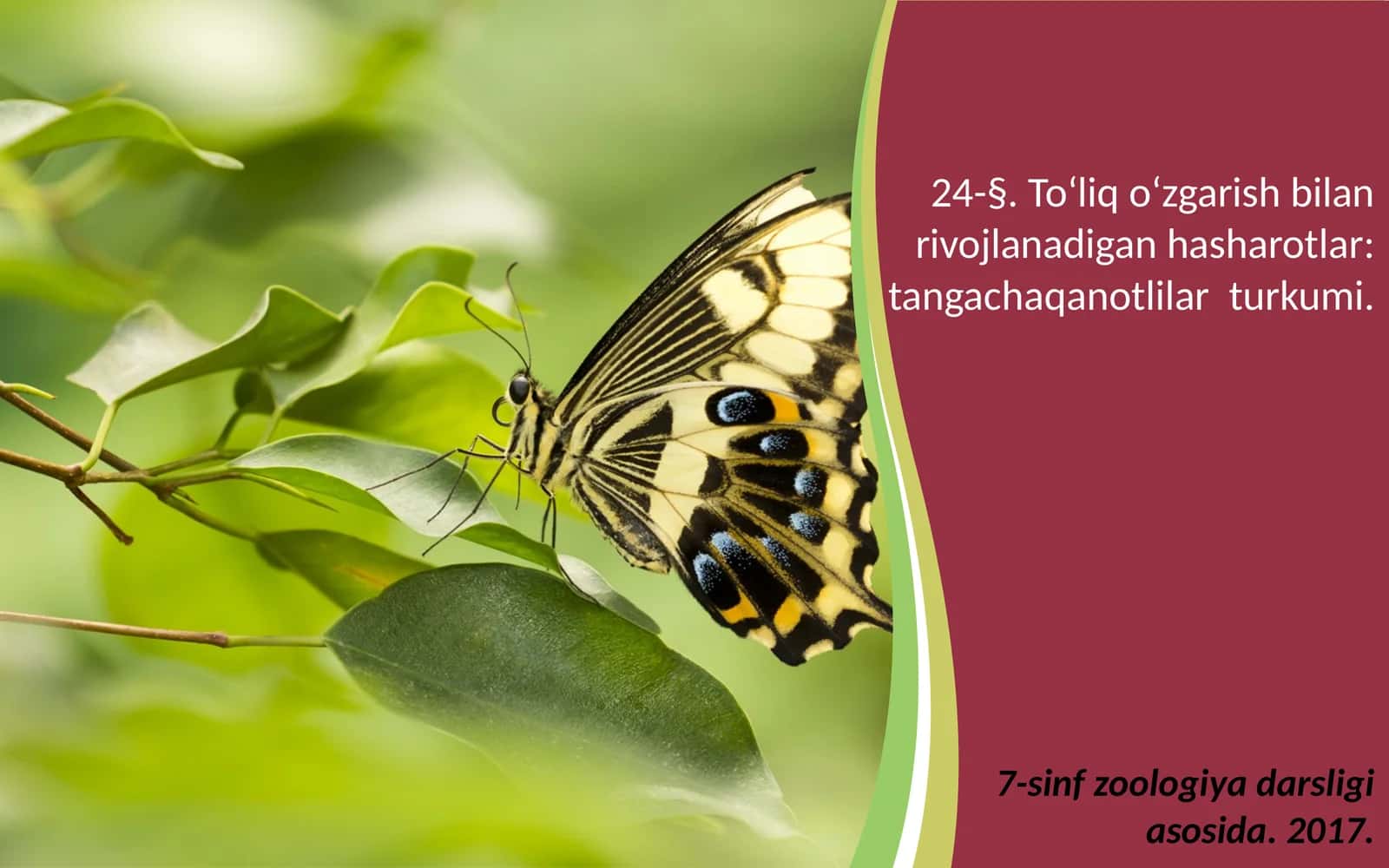 7-sinf Zoologiya 'To'liq o'zgarish bilan rivojlanadigan hasharotlar tangachaqanotlilar turkumi' ko'rgazma 1
