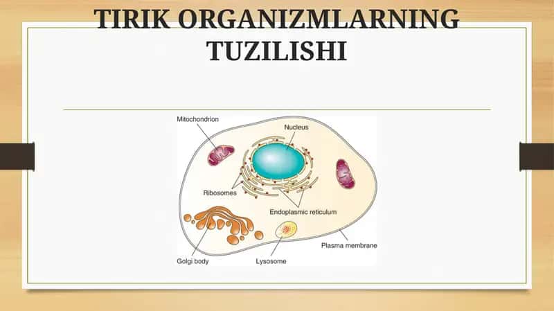 TIRIK ORGANIZMLARNING TUZILISHI 1