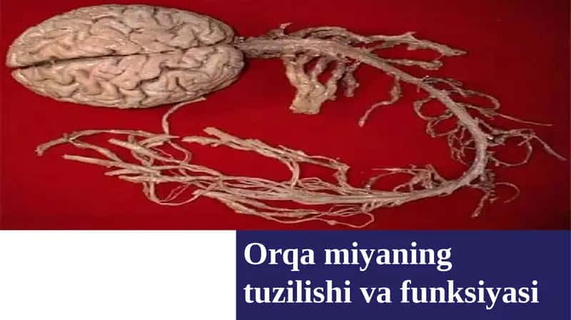 Orqamiyaning tuzilishi va funksiyasi 1