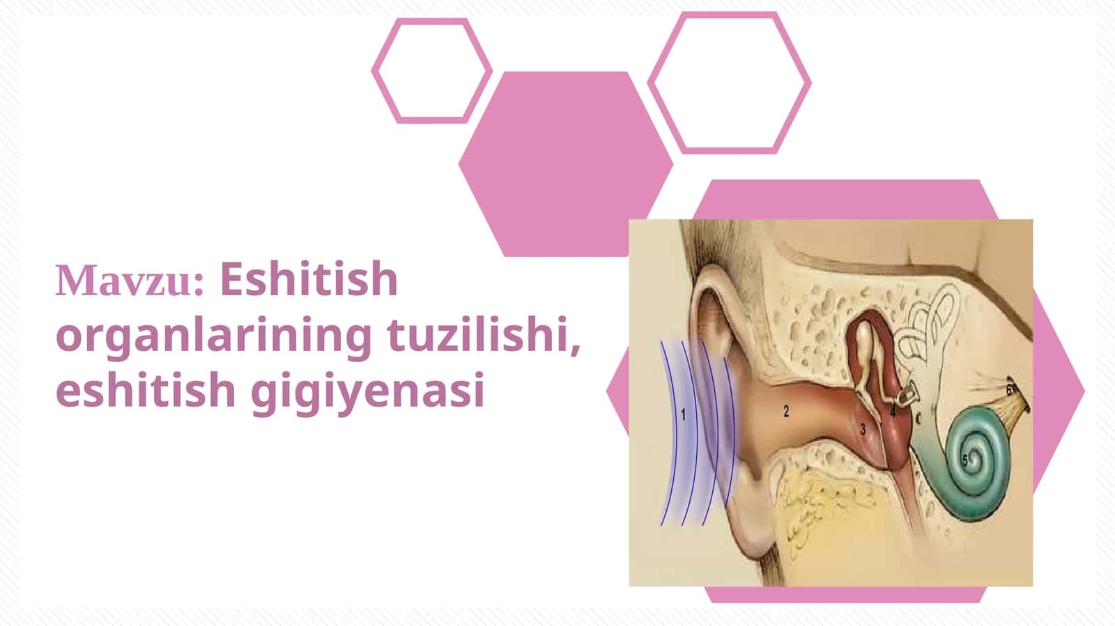 Eshitish organlarining tuzilishi, eshitish gigiyenasi 1