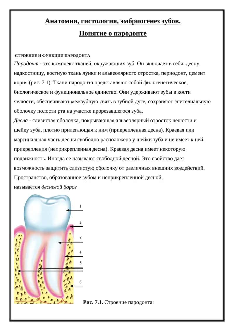 Анатомия, гистология, эмбриогенез зубов 1