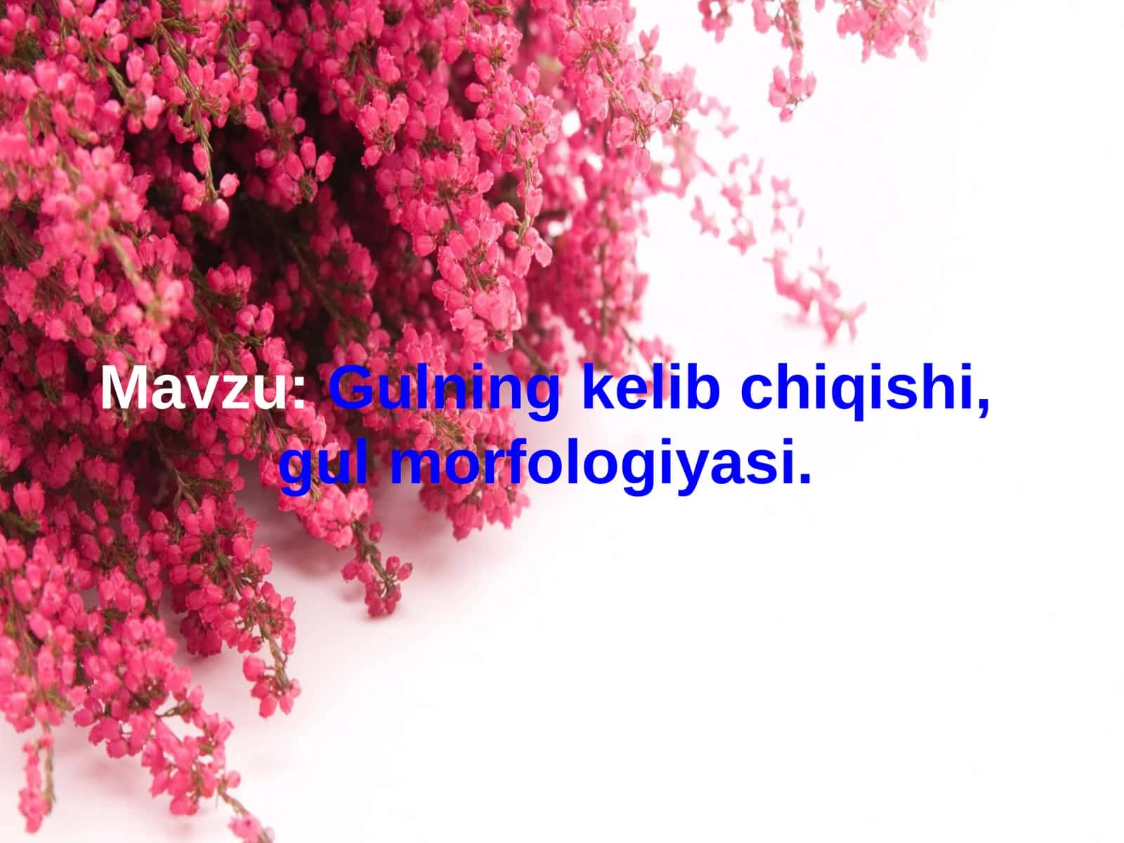 Gulning kelib chiqishi, gul morfologiyasi 1