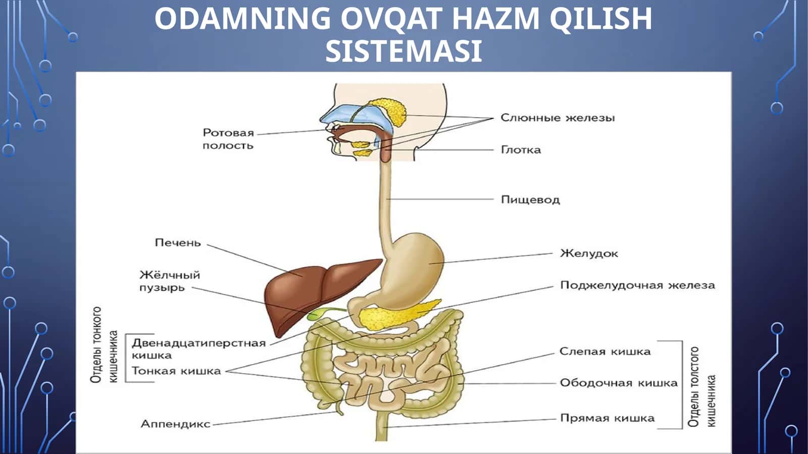 ODAMNING OVQAT HAZMQILISH SISTEMASI 1