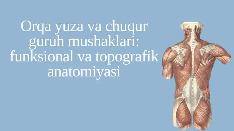 Orqa yuza va chuqur guruh mushaklari: funksional va topografik anatomiyasi 1