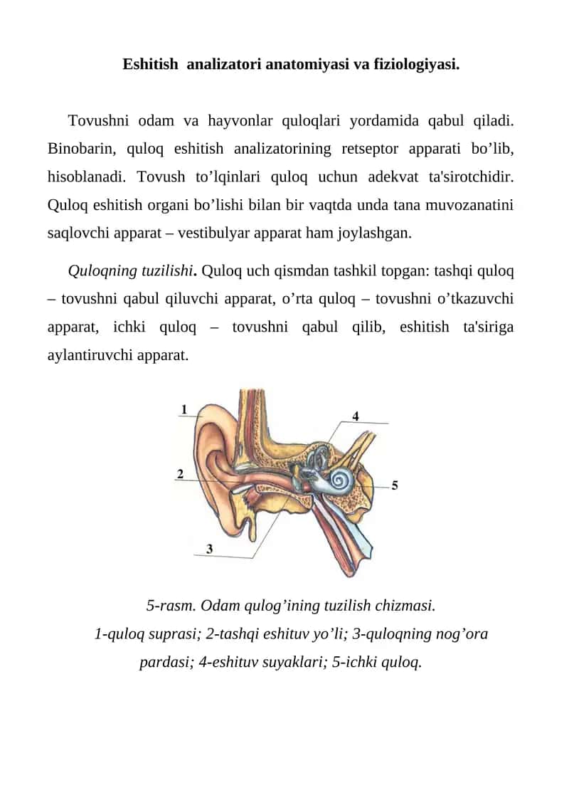 Eshitish analizatori anatomiyasi va fiziologiyasi 1