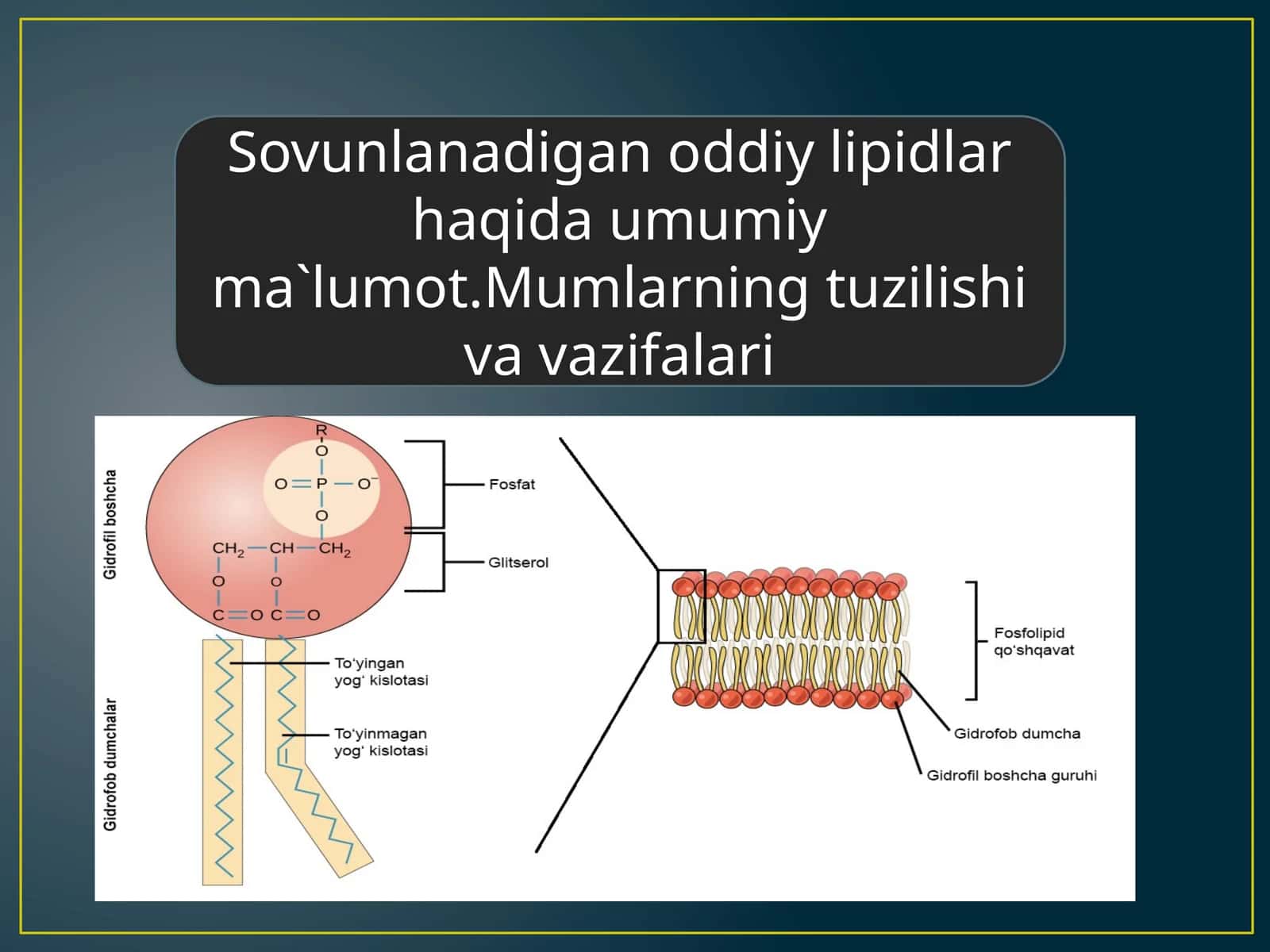 Sovunlanadigan odiy lipidlar haqida umumiy ma'lumot. Mumlar tuzilishi va vazifalari 1
