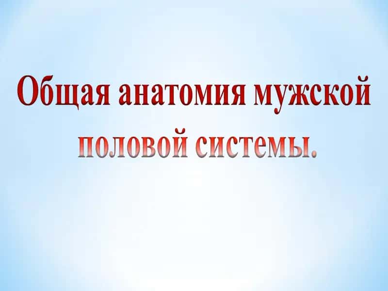 Мужское половое здоровье 1