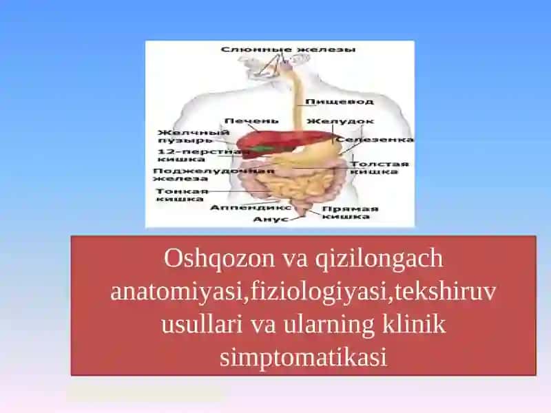 Oshqozon va qizilongach anatomiyasi,fiziologiyasi,tekshiruv usullari va ularning klinik simptomatikasi