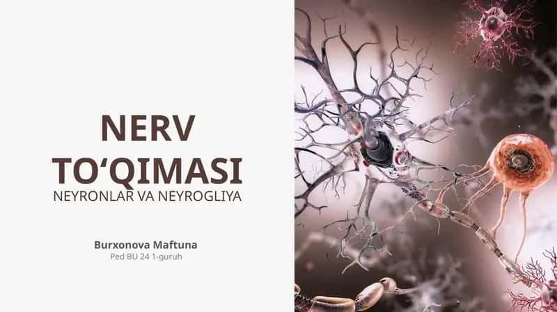 NERV TO‘QIMASI 1