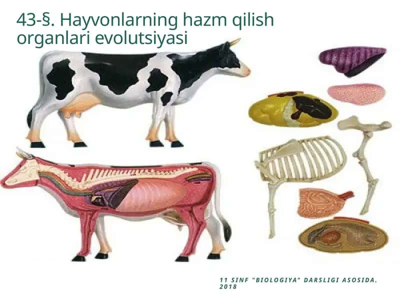 Hayvonlarning hazm qilish organlari evolutsiyasi 1