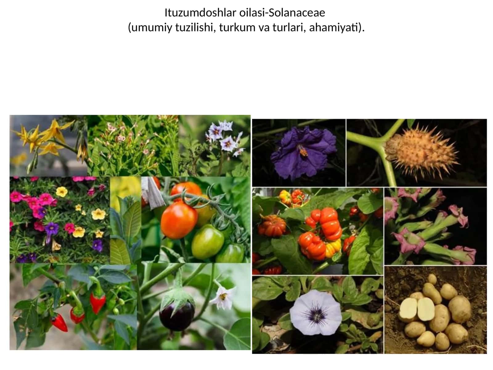 Ituzumdoshlar oilasi-Solanaceae 1