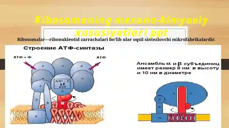 Ribosomaning mexano-kimyoviy xususiyatlari ppt