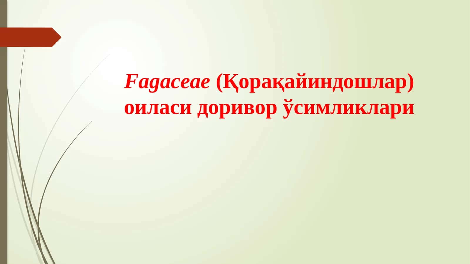 Fagaceae(Қорақайиндошлар) оиласи доривор ўсимликлари 1