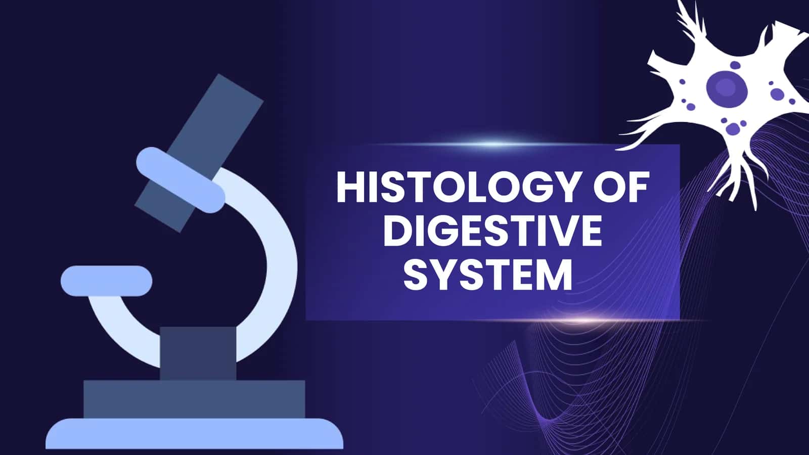 HISTOLOGY OF DIGESTIVE SYSTEM. Liver and pancreas 1