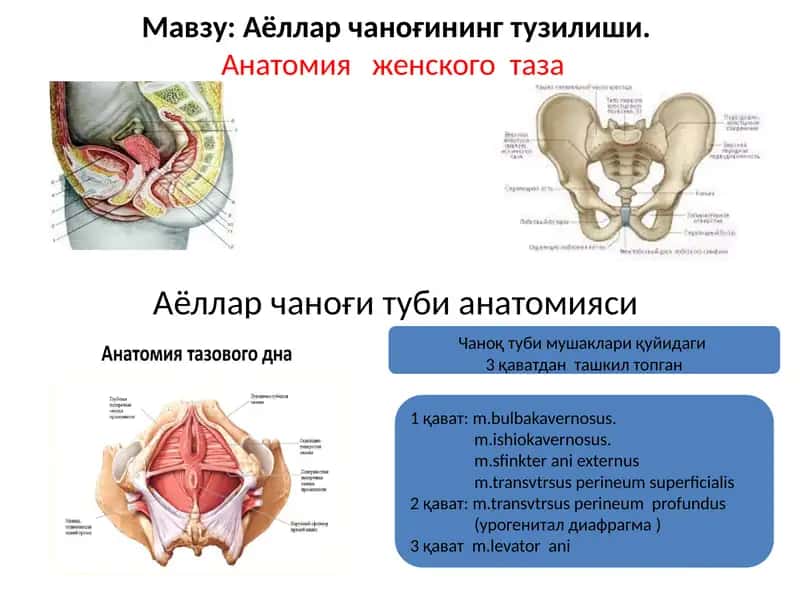 Аёллар чаноғининг тузилиши.Анатомия женского таза 1