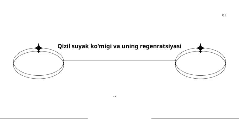 Qizil suyak ko'migi anatomiyasi va regenratsiyasi 1
