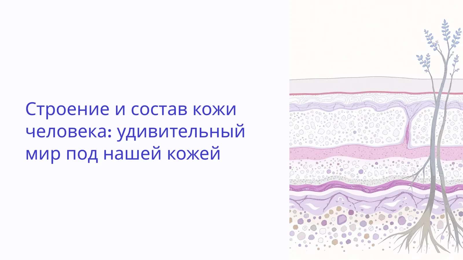 Строение и состав кожи человека: удивительный мир под нашей кожей 1