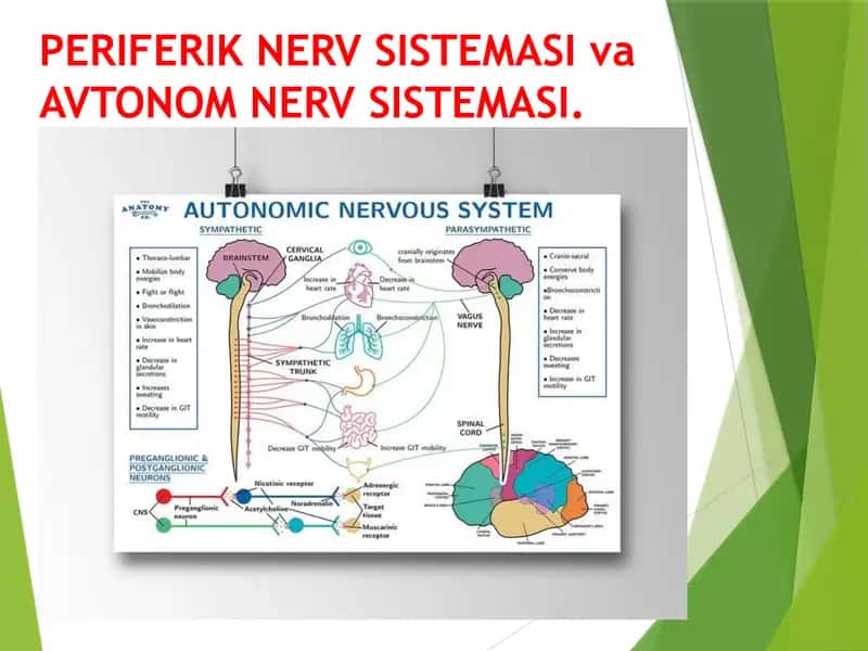 PERIFERIK NERV SISTEMASI va AVTONOM NERV SISTEMASI. периферик нерв системаси ва автоном нерв системаси 1