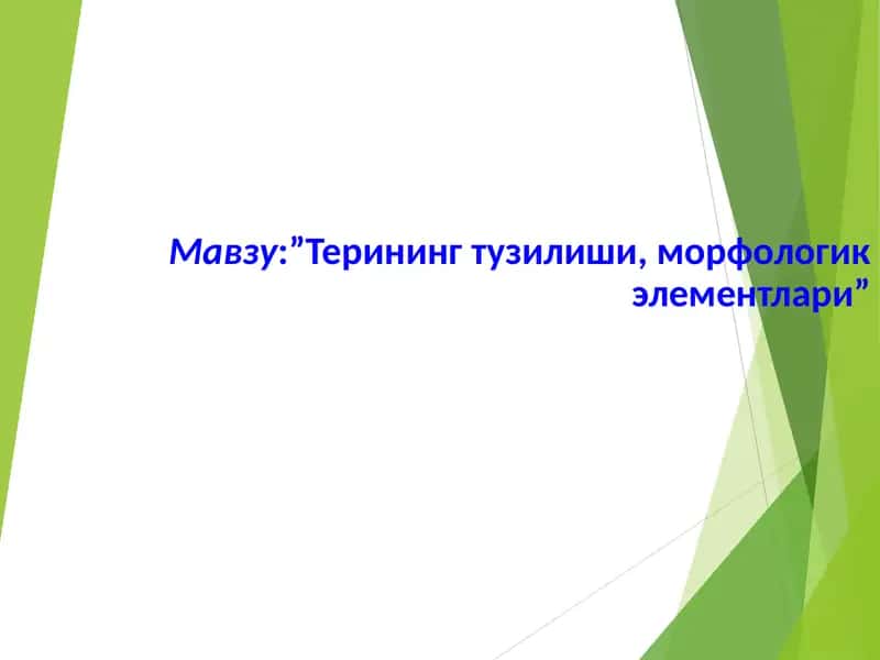 Терининг тузилиши, морфологик элементлари 1