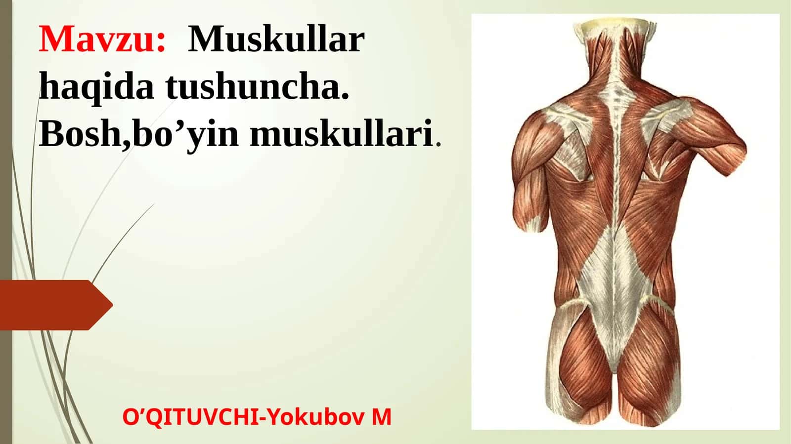 Bo‘yinmushaklari va fassiyalari 1