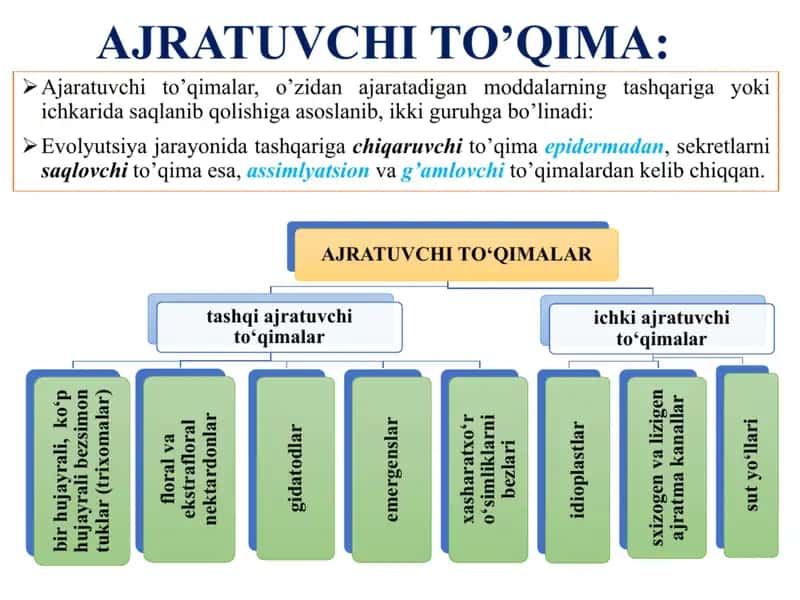 Ajratuvchi to‘qimalar hamda tashqi sekretsiya ajratuvchi to'qimalar 1
