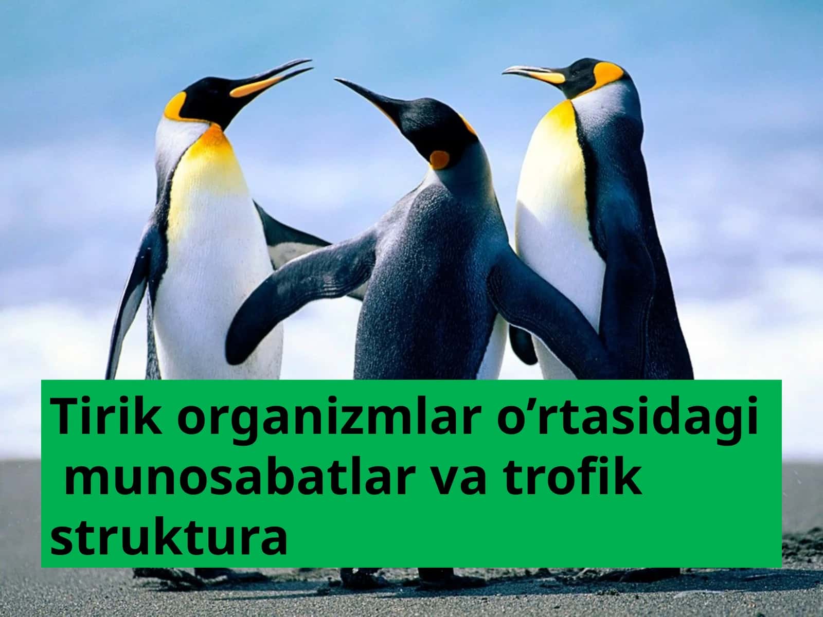 Tirik organizmlar o’rtasidagi munosabatlar va trofik struktura 1