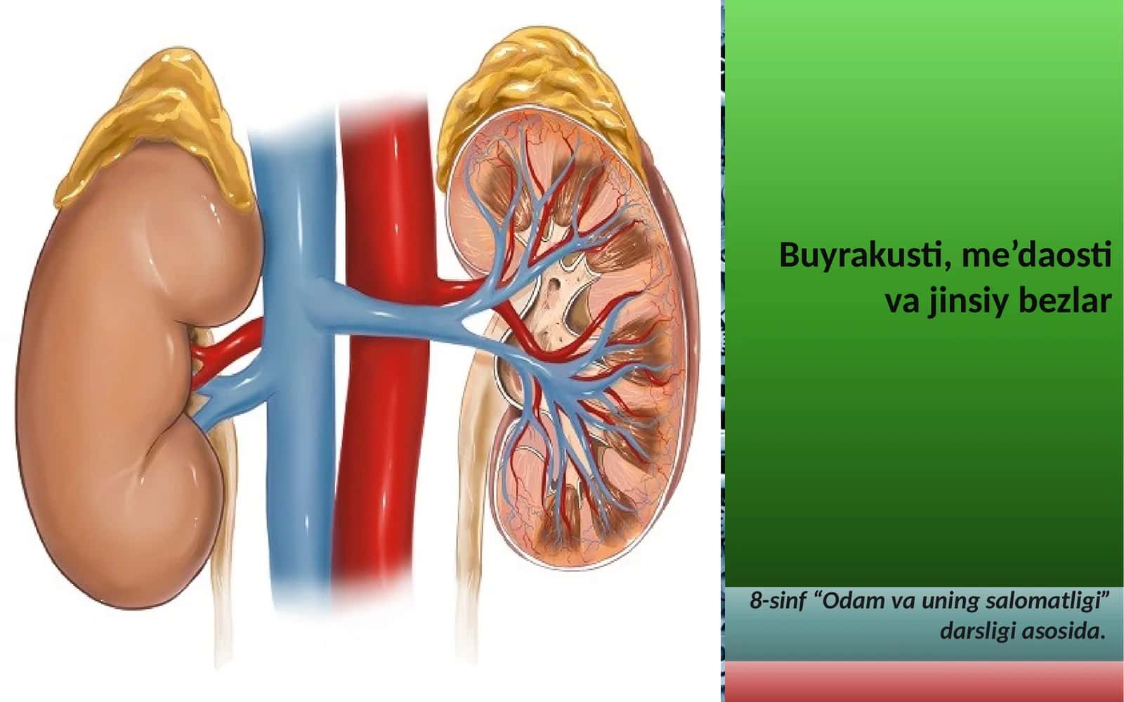 Buyrak usti, me’daosti va jinsiy bezlar 1