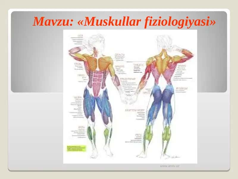 Muskullar fiziologiyasi 1