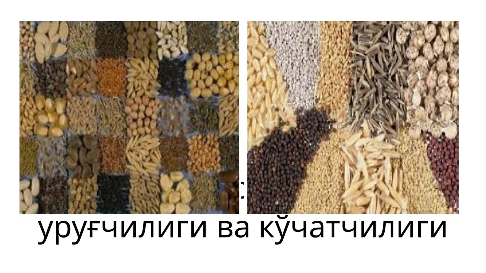Доривор ўсимликлар уруғчилиги ва кўчатчилиги 1