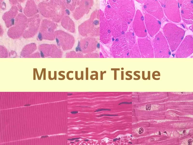 Muscular Tissue 1