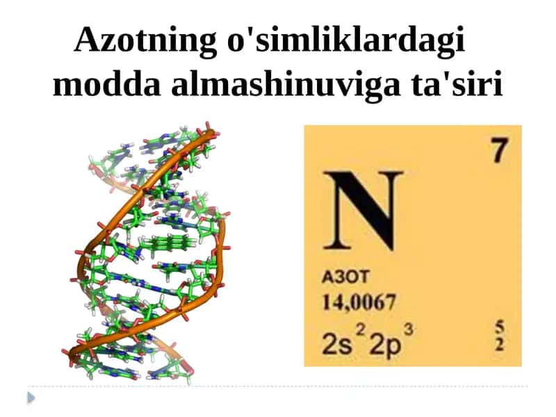 Azotning o'simliklardagi modda almashinuvi gata'siri 1