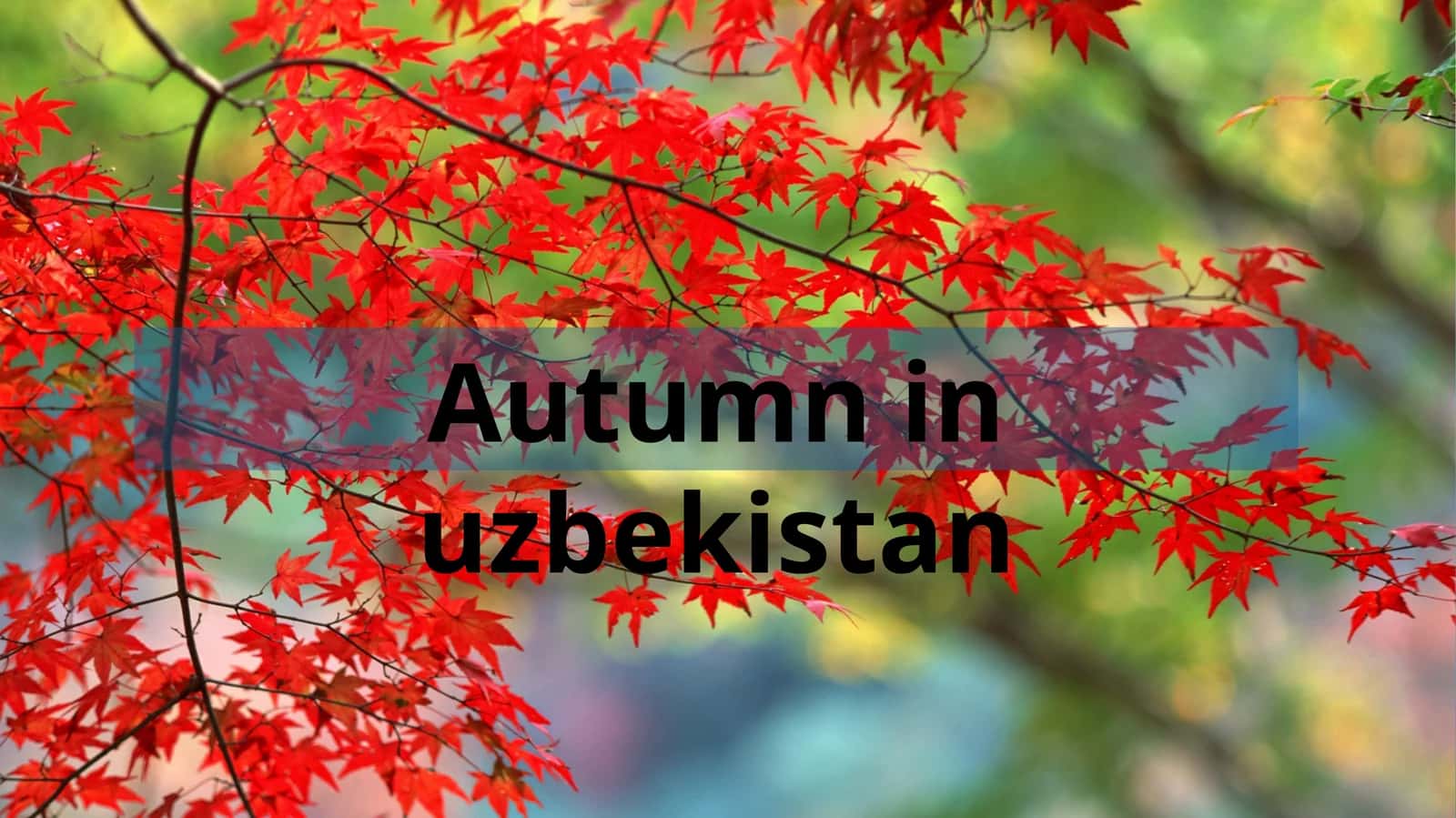 Autumn in uzbekistan 1