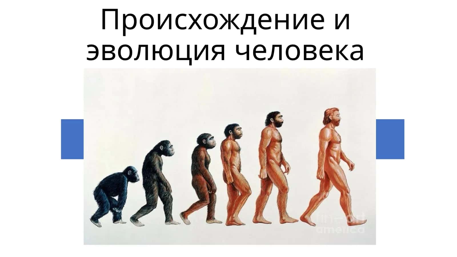 Происхождение и эволюция человека 1