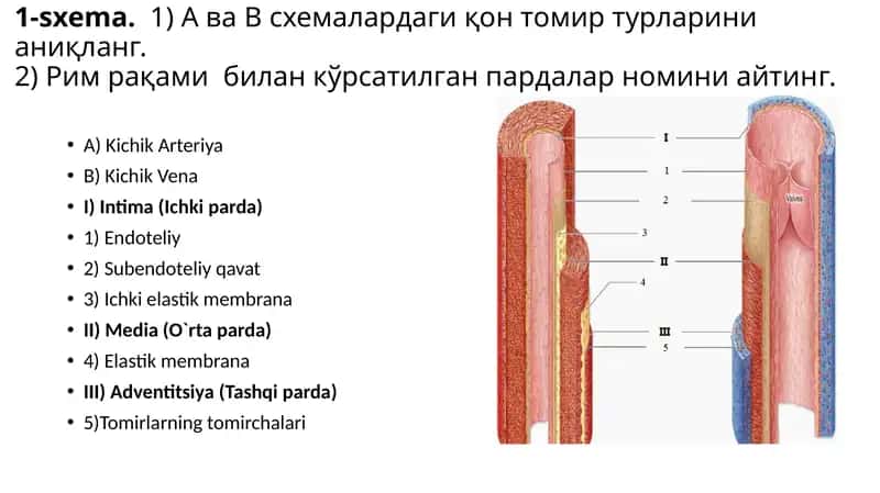Gistalogiya fani uchun 50 ta muhim preparatlar va ularning ta'riflari bilan 1