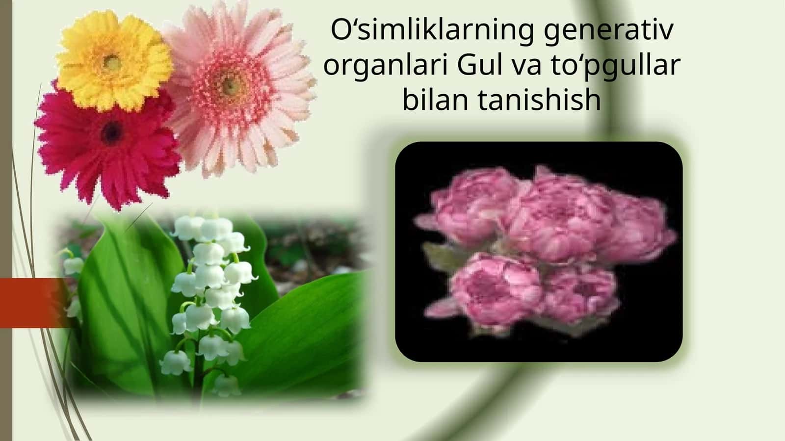 O‘simliklarning generativ organlari Gul va to‘pgullar bilan tanishish 1