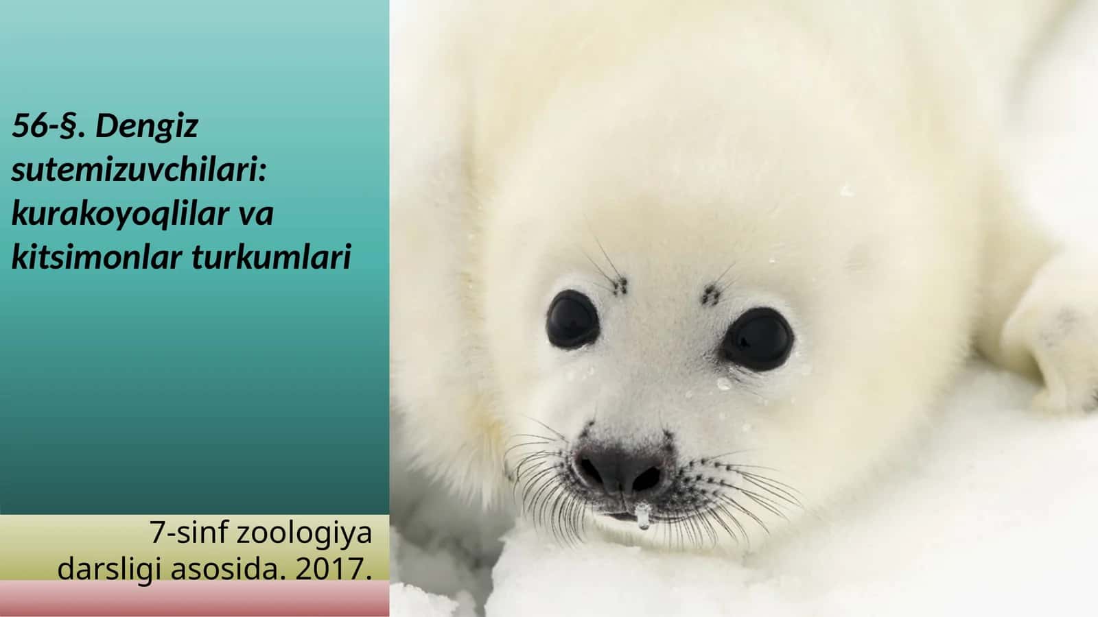 7-sinf Zoologiya 'Dengiz sutemizuvchilari kurakoyoqlilar va kitsimonlar turkumlari' ko'rgazma 1