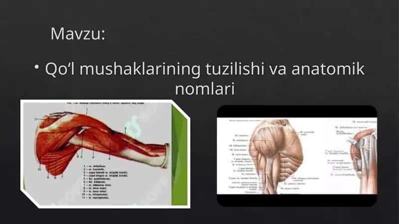 Qo‘l mushaklarining tuzilishi va anatomik nomlari 1